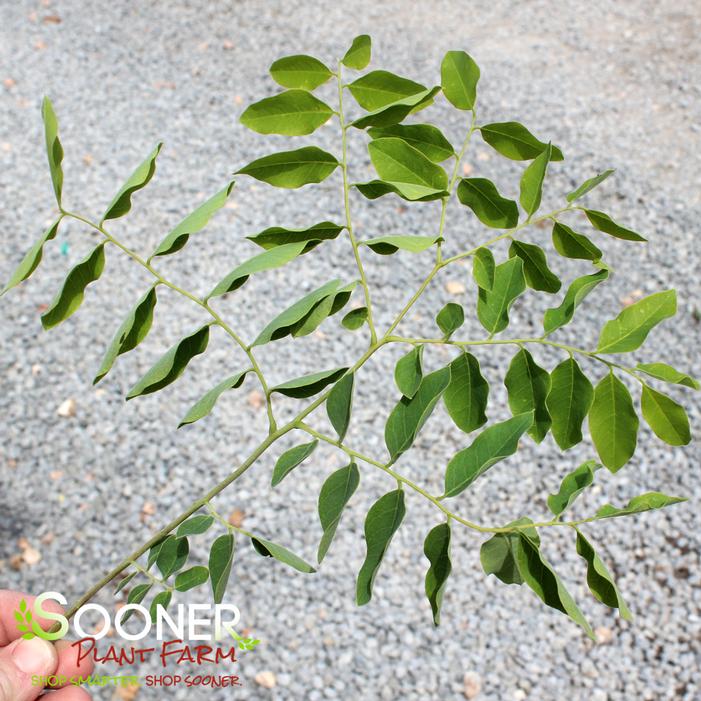 Image property of Sooner Plant Farm, Inc.