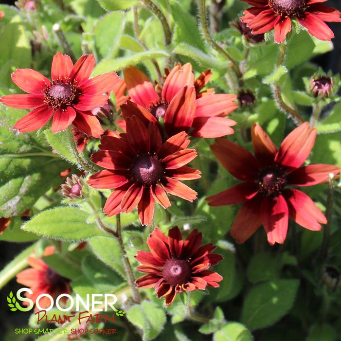 Image property of Sooner Plant Farm, Inc.