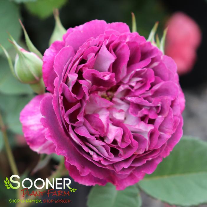Image property of Sooner Plant Farm, Inc.