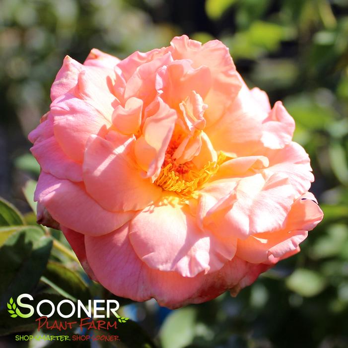 Image property of Sooner Plant Farm, Inc.