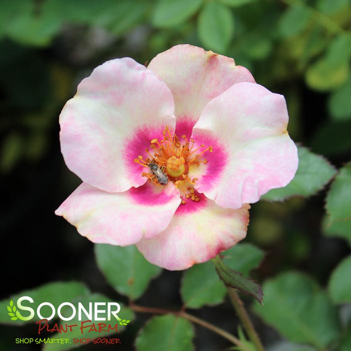 Image property of Sooner Plant Farm, Inc.