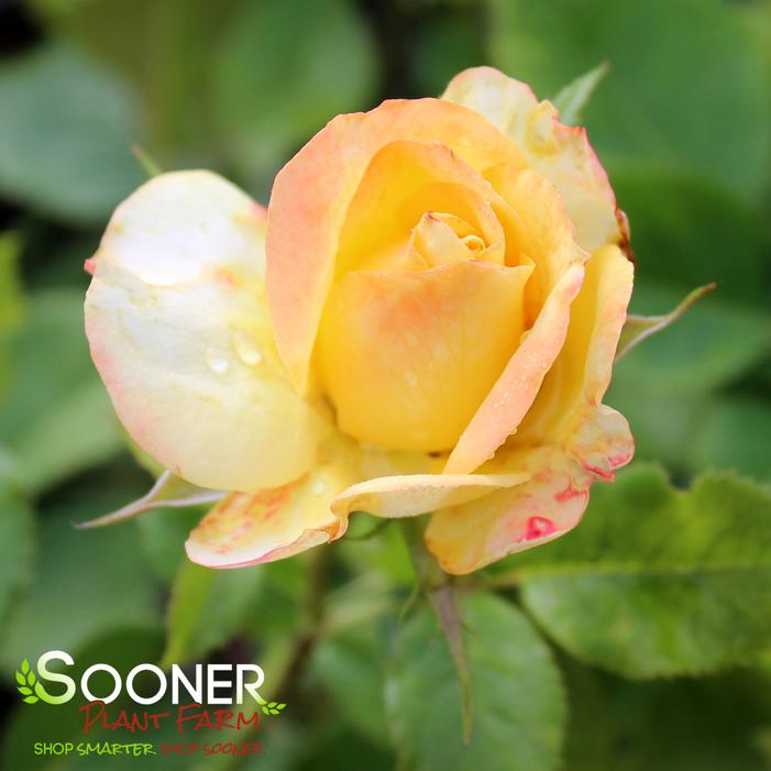 Image property of Sooner Plant Farm, Inc.