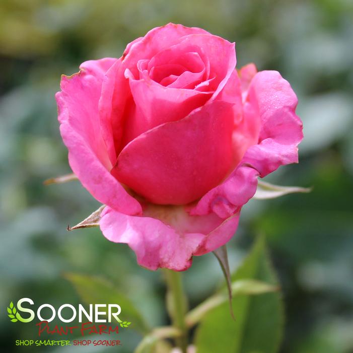 Image property of Sooner Plant Farm, Inc.