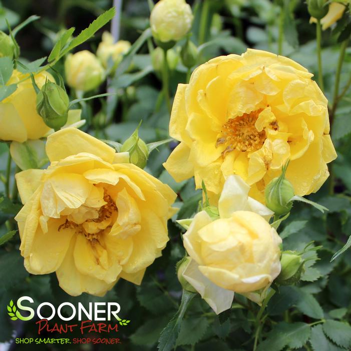 Image property of Sooner Plant Farm, Inc.