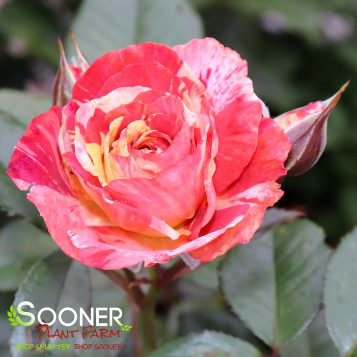 Image property of Sooner Plant Farm, Inc.