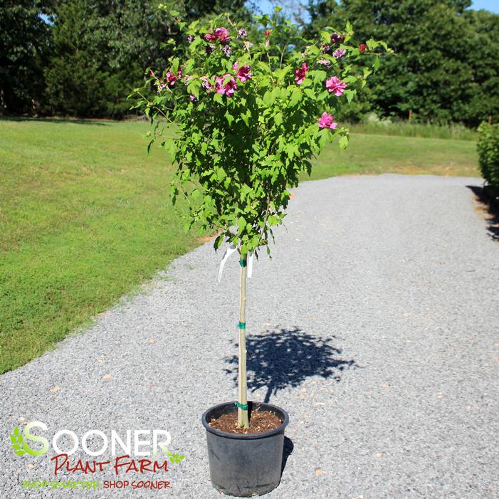 Single Trunk Tree Shown - Image property of Sooner Plant Farm, Inc.