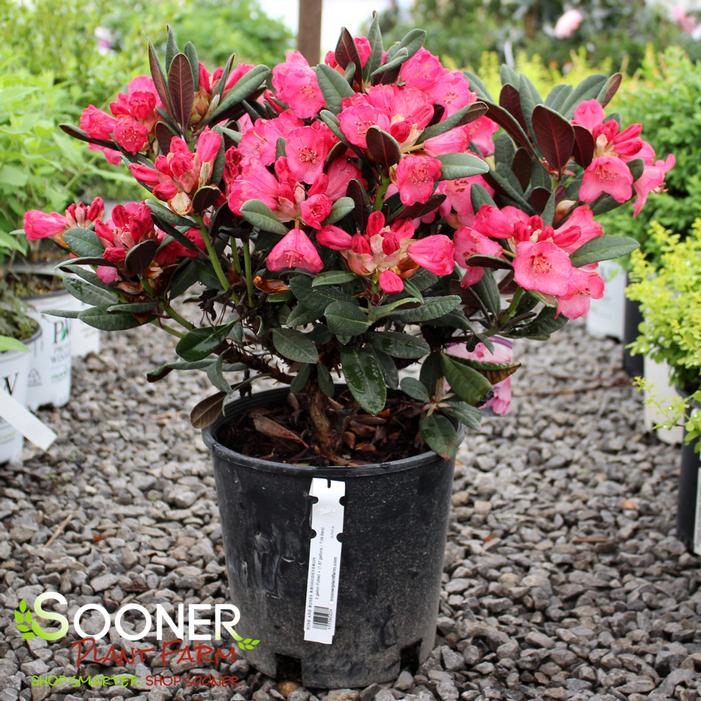 Image property of Sooner Plant Farm, Inc.