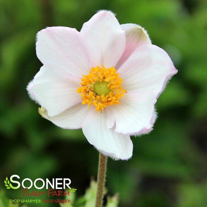 Image property of Sooner Plant Farm, Inc.