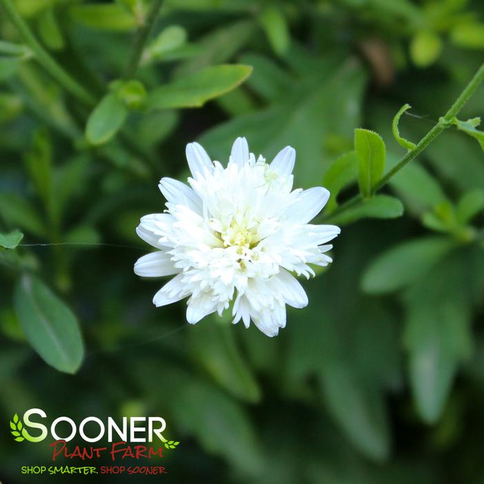 Image property of Sooner Plant Farm, Inc.