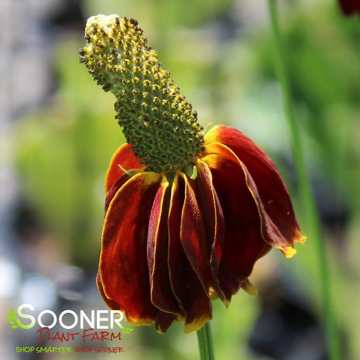 Image property of Sooner Plant Farm, Inc.