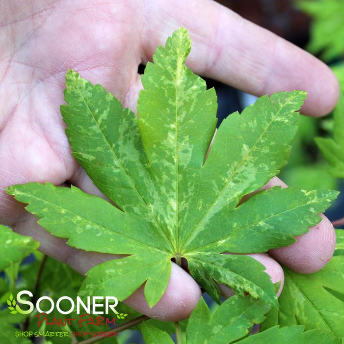 Image property of Sooner Plant Farm, Inc.