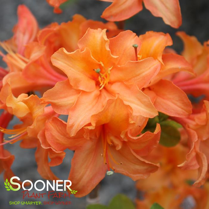 Image property of Sooner Plant Farm, Inc.