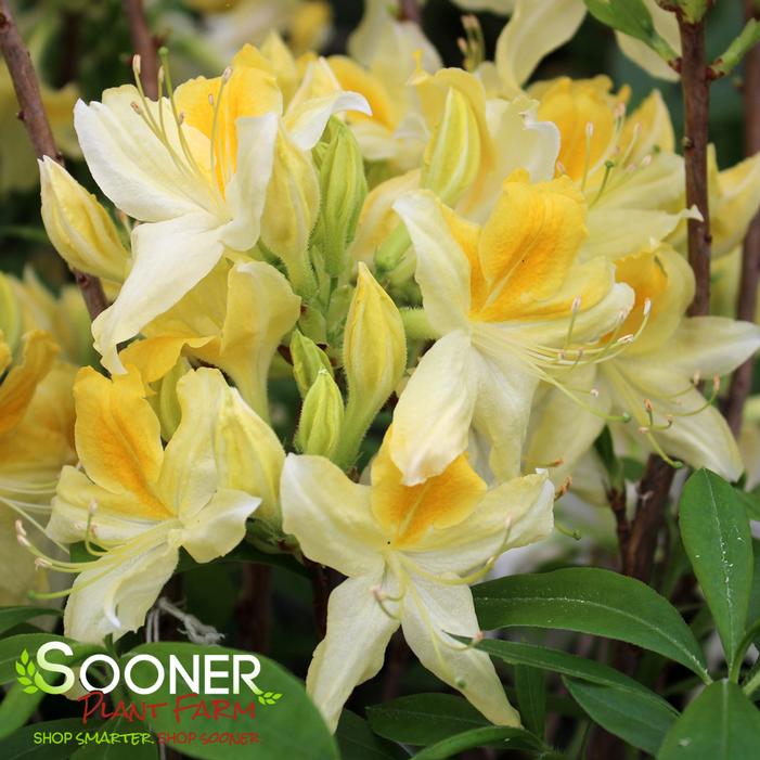 Image property of Sooner Plant Farm, Inc.