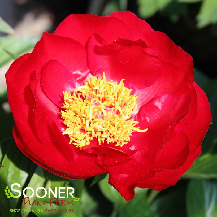 Image property of Sooner Plant Farm, Inc.