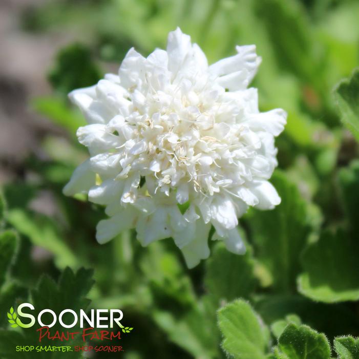 Image property of Sooner Plant Farm, Inc.