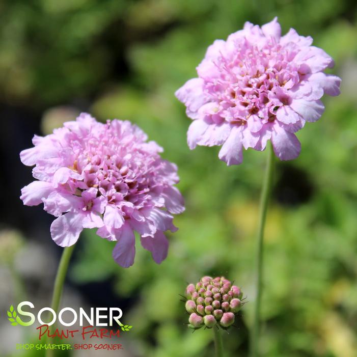 Image property of Sooner Plant Farm, Inc.