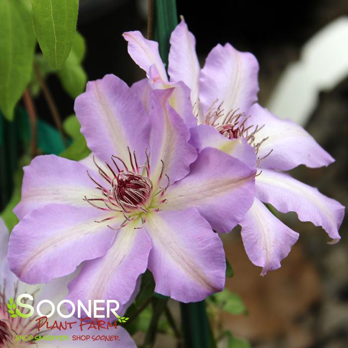 Image property of Sooner Plant Farm, Inc.