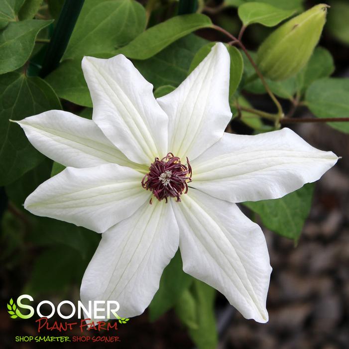 Image property of Sooner Plant Farm, Inc.