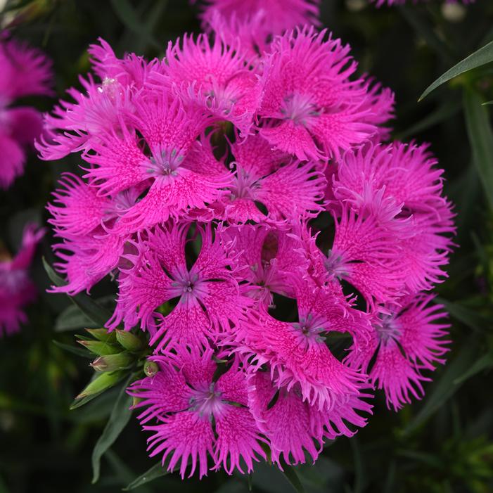 Image property of and used with permission from Ball Seed