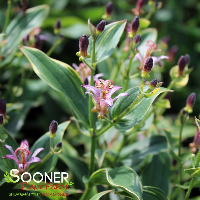 Image property of Sooner Plant Farm, Inc.