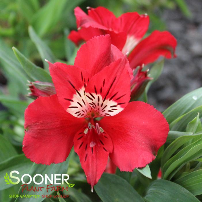 Image property of Sooner Plant Farm, Inc.