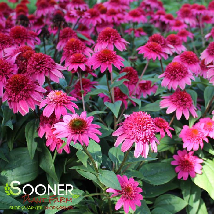 Image property of Sooner Plant Farm, Inc.