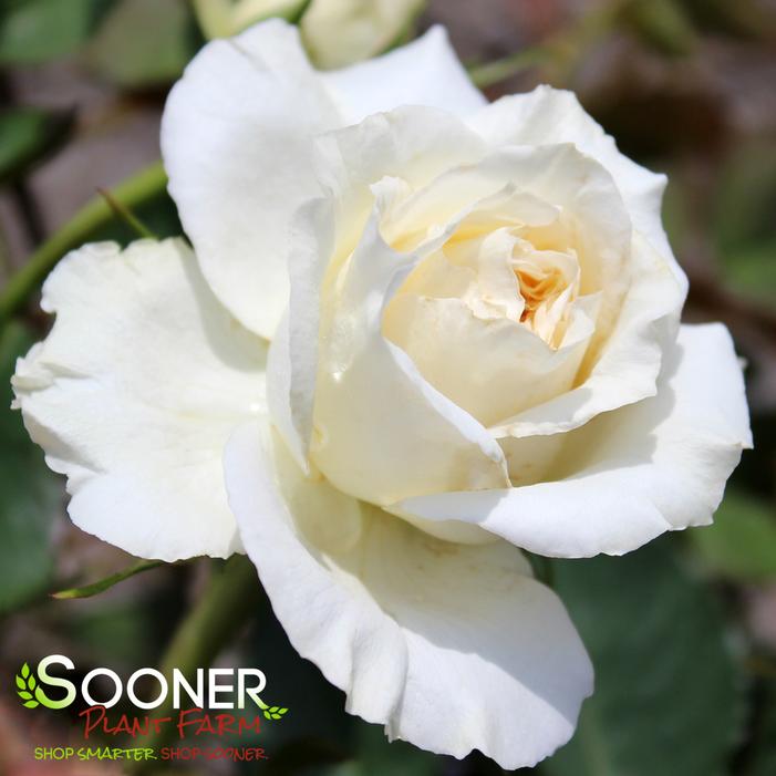 Image property of Sooner Plant Farm, Inc.