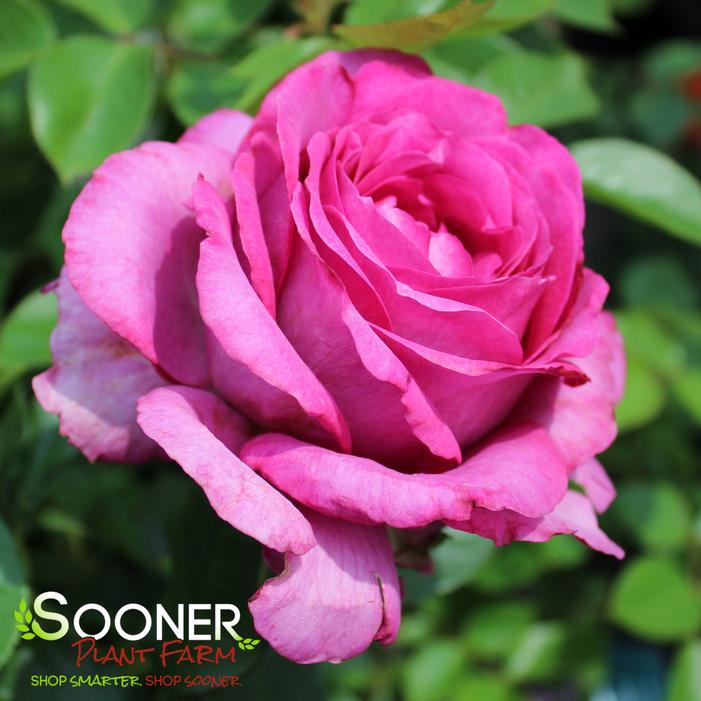 Image property of Sooner Plant Farm, Inc.