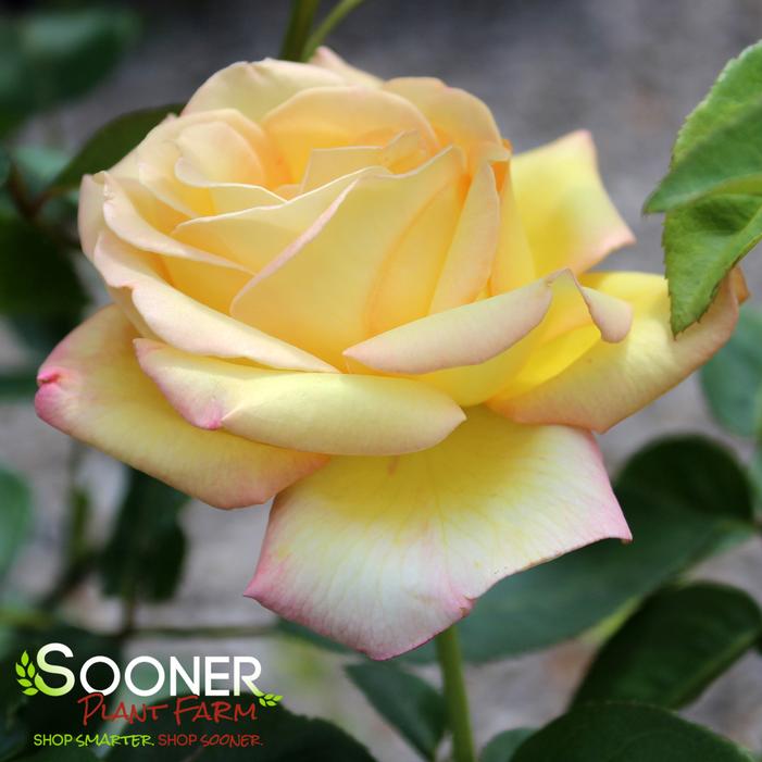 Image property of Sooner Plant Farm, Inc.