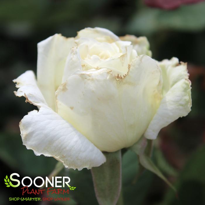 Image property of Sooner Plant Farm, Inc.