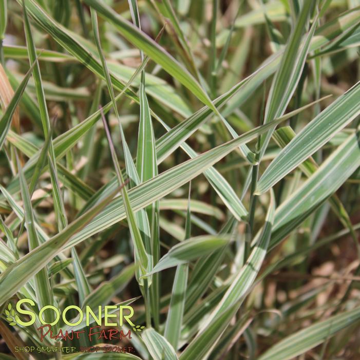 Image property of Sooner Plant Farm, Inc.