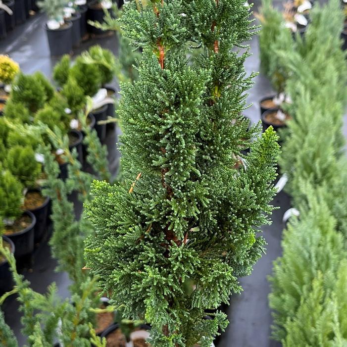 Image property of and used with permission from Blue Mountain Nursery