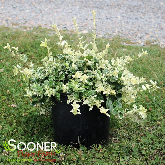 Image property of Sooner Plant Farm, Inc.