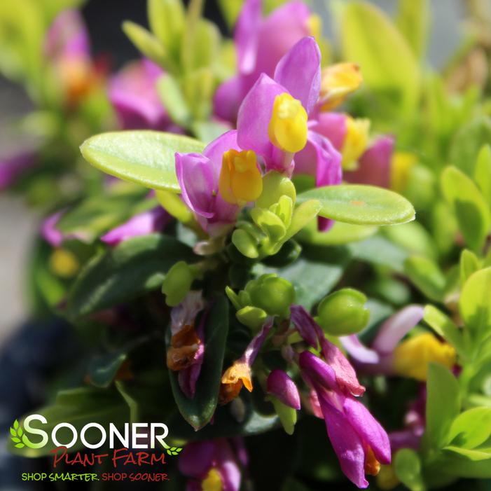 Image property of Sooner Plant Farm, Inc.