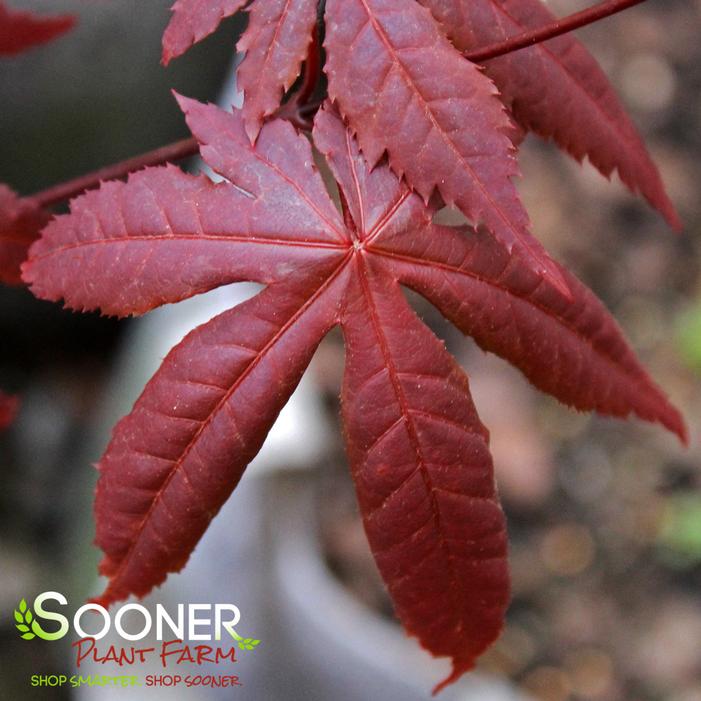 Image property of Sooner Plant Farm, Inc.