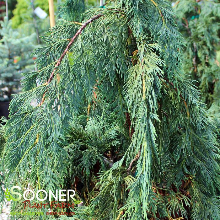 Image property of Sooner Plant Farm, Inc.