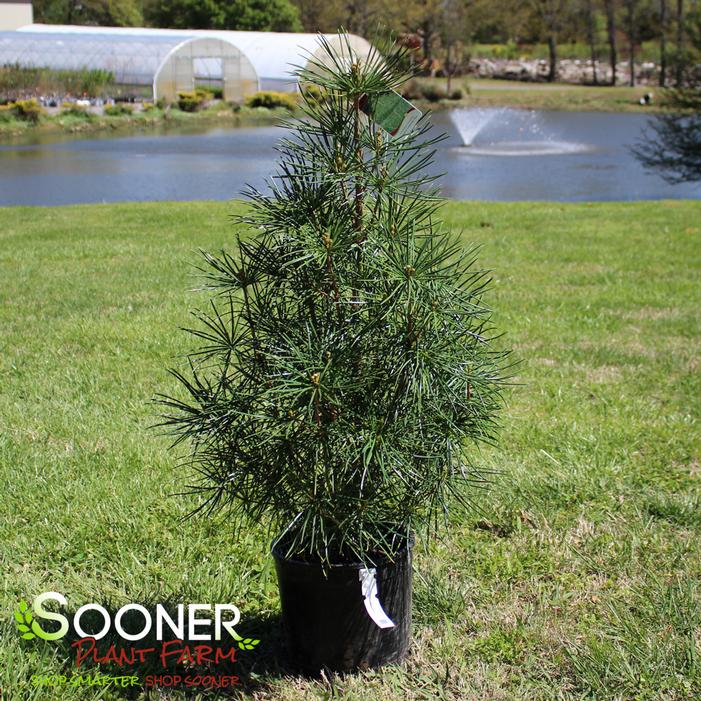 Image property of Sooner Plant Farm, Inc.