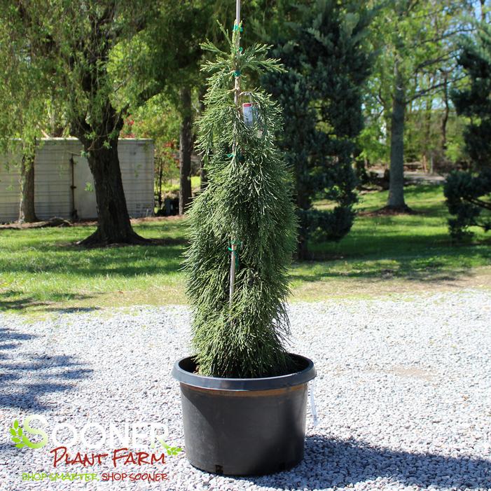 Image property of Sooner Plant Farm, Inc.