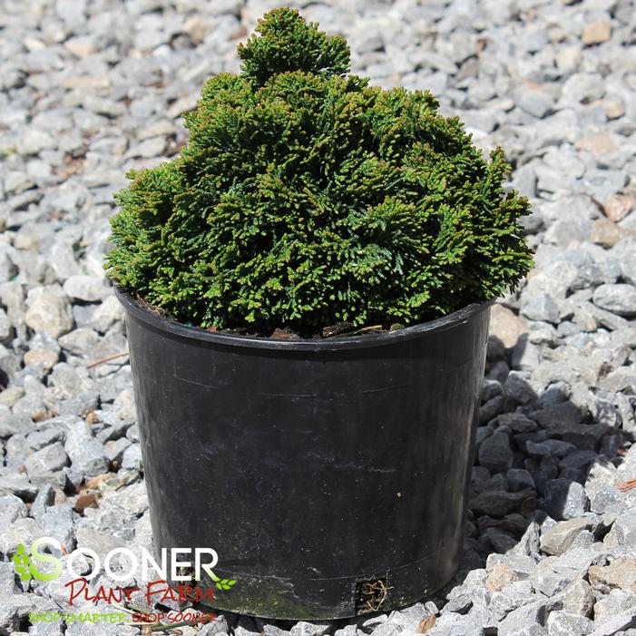 Image property of Sooner Plant Farm, Inc.