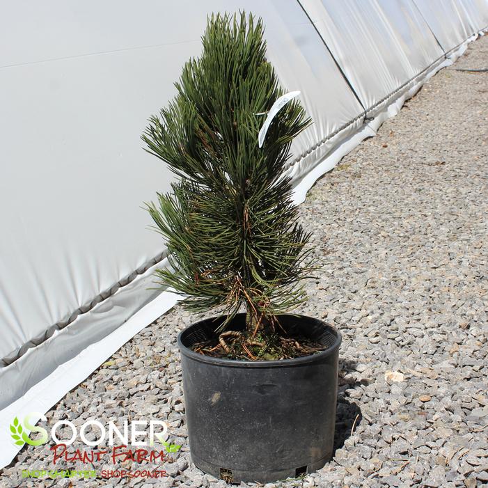 Image property of Sooner Plant Farm, Inc.