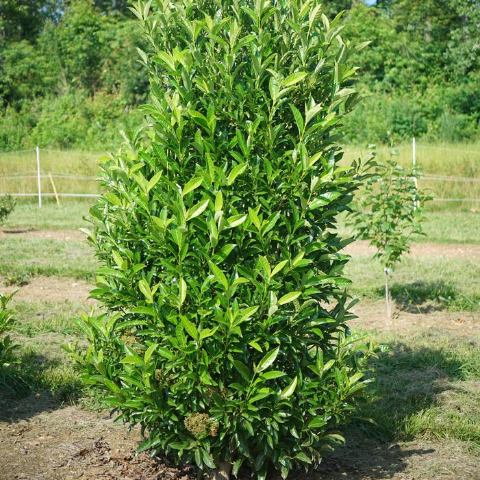 Image property of and used with permission from Spring Meadow Nursery