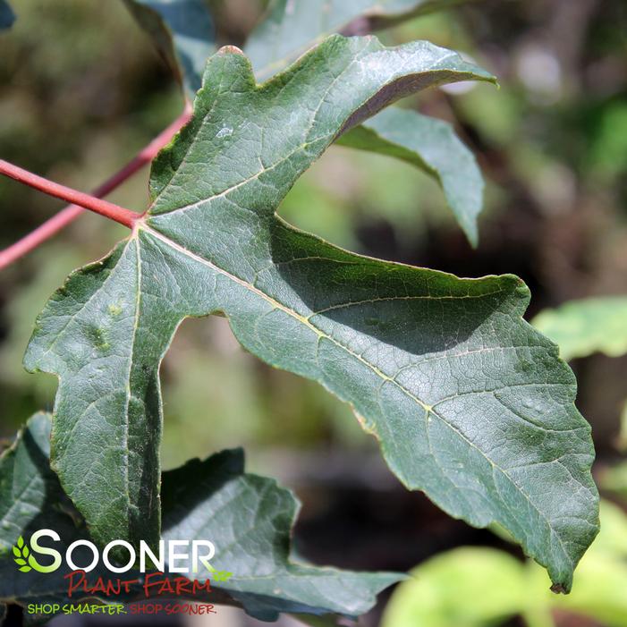 Image property of Sooner Plant Farm, Inc.