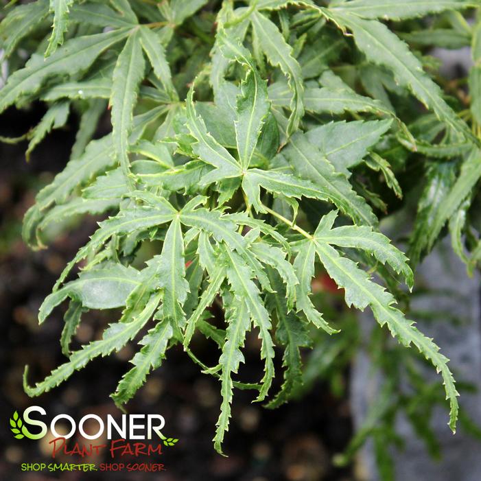 Image property of Sooner Plant Farm, Inc.