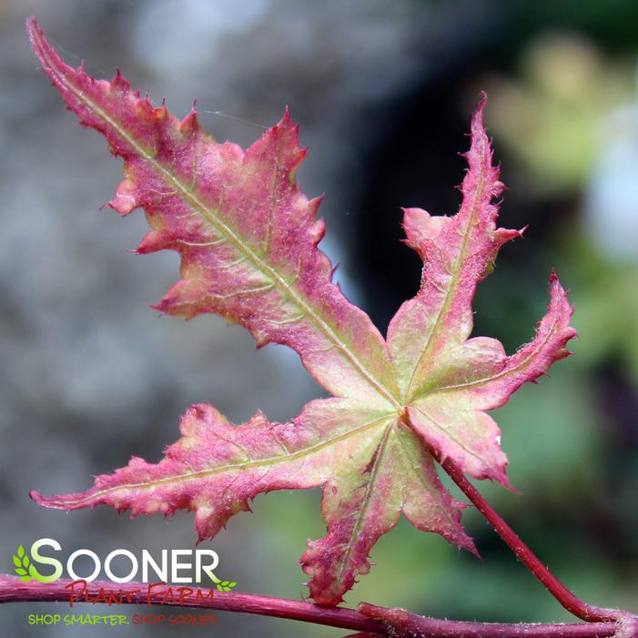Image property of Sooner Plant Farm, Inc.