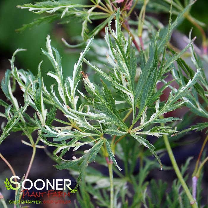 Image property of Sooner Plant Farm, Inc.