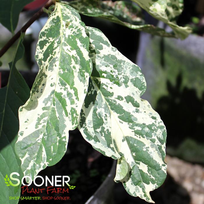 Image property of Sooner Plant Farm, Inc.
