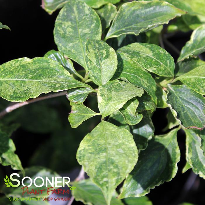 Image property of Sooner Plant Farm, Inc.