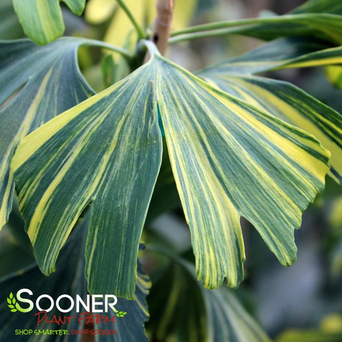 Image property of Sooner Plant Farm, Inc.