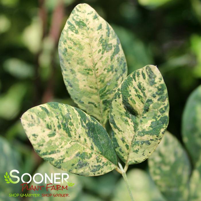 Image property of Sooner Plant Farm, Inc.
