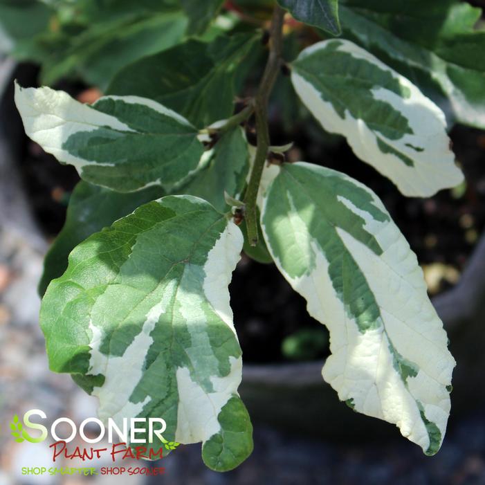 Image property of Sooner Plant Farm, Inc.